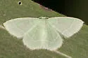 Cypress Emerald Moth - Hodges#7029 - photo 5