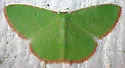 Nemoria extremaria - Hodges#7028