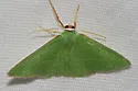 Nemoria extremaria - Hodges#7028 - photo 4