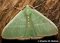 Nemoria festaria - Hodges#7044 - Nemoria festaria