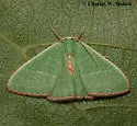 Nemoria festaria - Hodges#7044 - photo 2