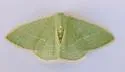 Nemoria festaria - Hodges#7044 - photo 3