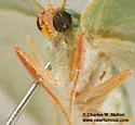 Nemoria festaria - Hodges#7044 - photo 4