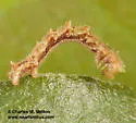 Nemoria festaria - Hodges#7044 - photo 5