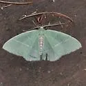 Nemoria glaucomarginaria - Hodges#7049 - photo 2