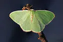 Nemoria glaucomarginaria - Hodges#7049 - photo 4