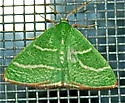 Nemoria intensaria - Hodges#7043