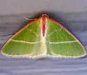 Nemoria latirosaria - Hodges#7019