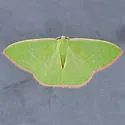 Nemoria leptalea - Hodges#7041 - photo 4
