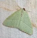 Nemoria pulcherrima - Hodges#7016 - photo 2