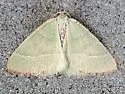 Nemoria pulcherrima - Hodges#7016 - photo 4