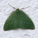 Nemoria pulcherrima - Hodges#7016 - photo 5