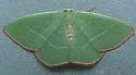 Red-fronted Emerald - Hodges#7047 - Nemoria rubrifrontaria
