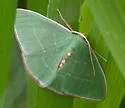 Red-fronted Emerald - Hodges#7047 - photo 4