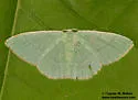 Nemoria strigataria - Hodges#7039 - photo 2