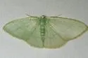 Nemoria strigataria - Hodges#7039 - photo 4