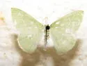 Single-lined Emerald - Hodges#7018 - photo 2