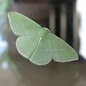 Single-lined Emerald - Hodges#7018 - photo 4