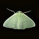 Nemoria zygotaria - Hodges#7040 - Nemoria zygotaria