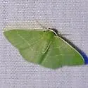 Nemoria zygotaria - Hodges#7040 - photo 2