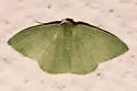 Nemoria zygotaria - Hodges#7040 - photo 4