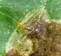 Nemorimyza maculosa