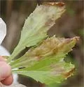 Nemorimyza maculosa - photo 2