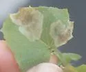 Nemorimyza maculosa - photo 4