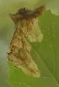 Nemorimyza maculosa - photo 5