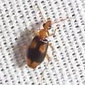 Nemotarsus elegans - photo 2