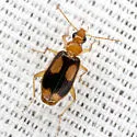 Nemotarsus elegans - photo 3