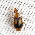 Nemotarsus elegans - photo 4