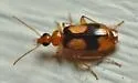 Nemotarsus elegans - photo 5