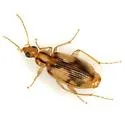 Nemotarsus rhombifer