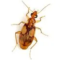 Nemotarsus rhombifer - photo 2