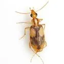 Nemotarsus rhombifer - photo 3