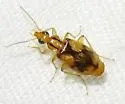 Nemotarsus rhombifer - photo 4