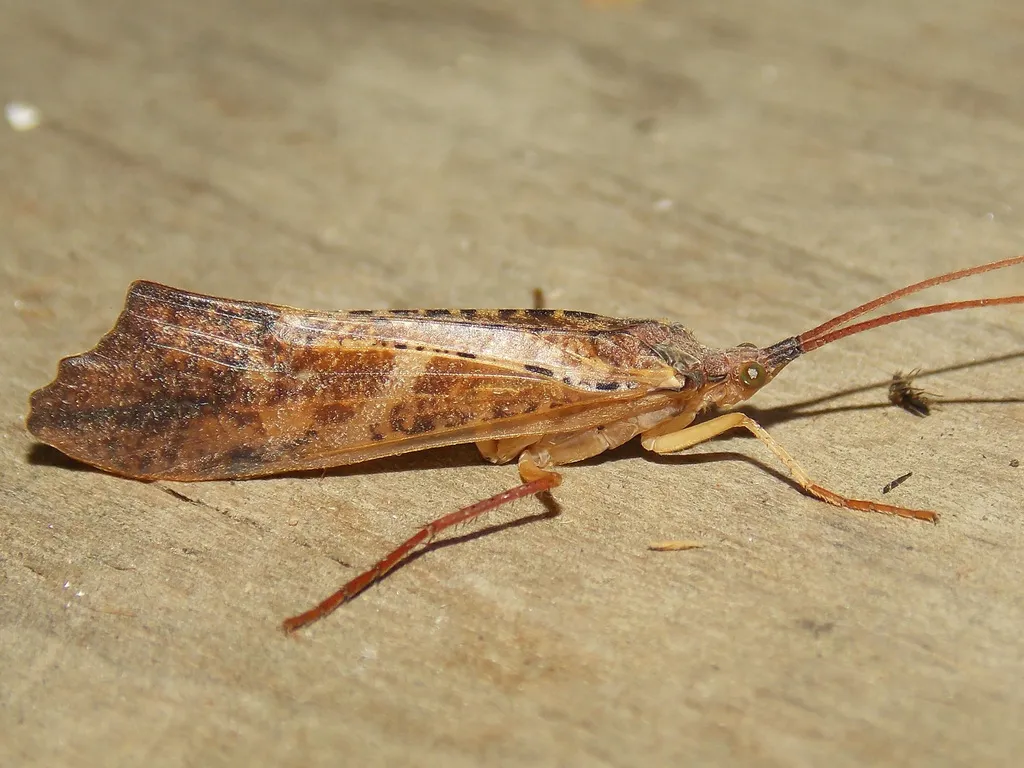Nemotaulius hostilis - photo 2