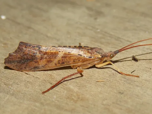 Nemotaulius hostilis - photo 3