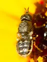 Nemotelus albirostris