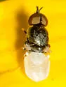 Nemotelus albirostris - photo 2