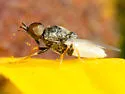 Nemotelus albirostris - photo 3