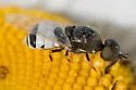Nemotelus bonnarius