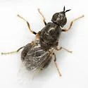 Nemotelus bruesii