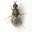 Nemotelus bruesii - photo 2