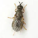 Nemotelus bruesii - photo 3