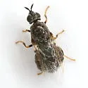 Nemotelus bruesii - photo 5
