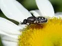 Nemotelus kansensis