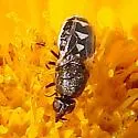 Nemotelus kansensis - photo 2