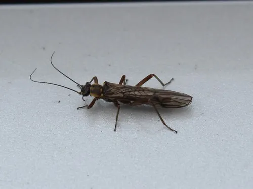 Small Brown